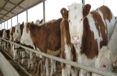 养牛场大门对联