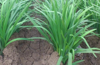 春分适合种的农作物