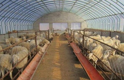 养羊大棚如何建设，东西朝向好还是南北朝向好