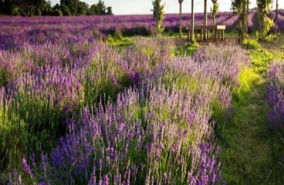 布鲁克斯樱桃苗多少钱?布鲁克斯樱桃种植前景分析