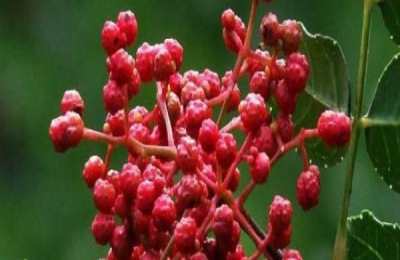 哪里买辣椒苗？种植效益如何