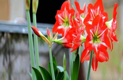 养殖方法及朱顶红注意事项