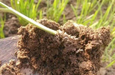 韭蛆用什么农药最佳,灌什么药效果好