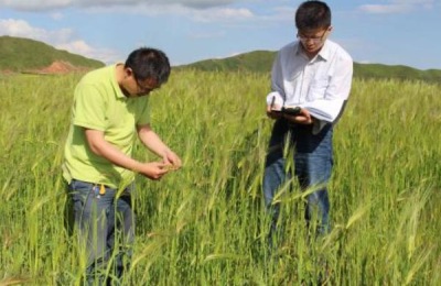 冬小麦追肥时间