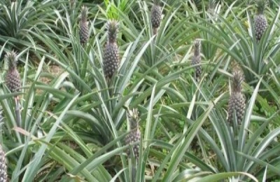 甜柿有哪些常见品种