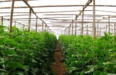 蔬菜大棚怎么搭建牢固,一般需要多少钱