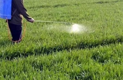 小麦过了清明还能打除草剂吗，小麦除草剂药害怎么办