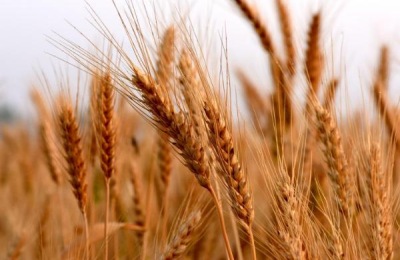 西农668小麦品种介绍