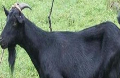 淄博沂源蒜黄产于哪里?除蒜黄沂源外,还有哪些特产