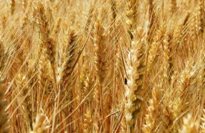 郑麦1860小麦品种介绍