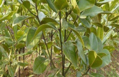 九龙桂花树苗多少钱?种植几年可以开花