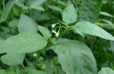 一斤龙葵多少钱？龙葵怎么吃？(附栽培技术)