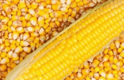 羔羊开口料配方