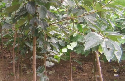 河南省辉县市有哪些特产