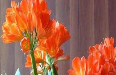 君子兰用什么叶面肥