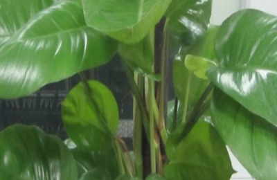 四月李什么时候成熟？四月李在哪里生产好