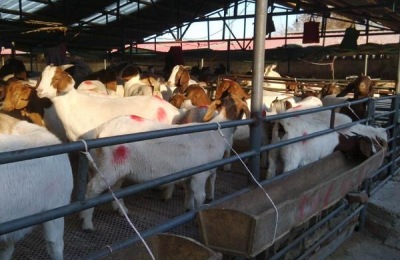 母羊饲料的配方明细表