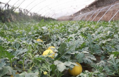 羊角甜瓜一斤多少钱?你想剥皮吃吗?(附种植前景)