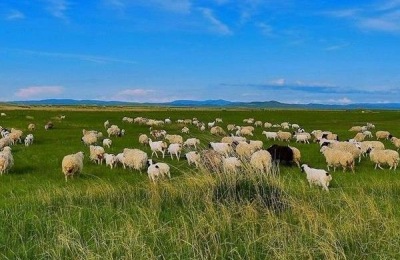 雪椒贵吗？种植效益如何？(附种植技术)