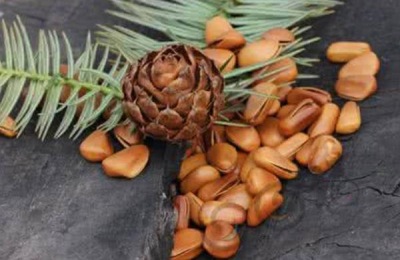 松子的主要产地在哪里