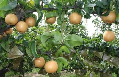 贵妃杏价格一斤多少钱？什么时候成熟