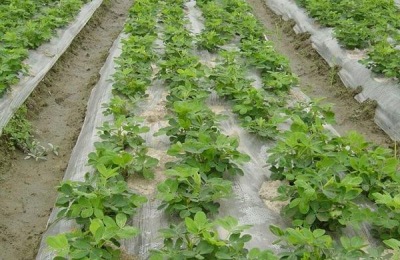 花生田除草剂配方