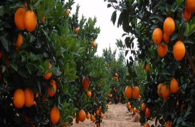 一斤心形西瓜多少钱?种植前景如何