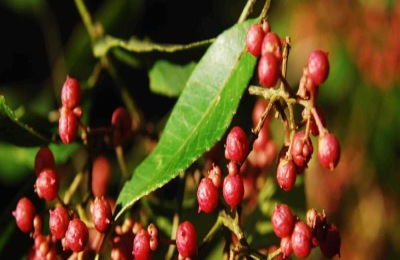 花椒蚜虫防治农药有哪些