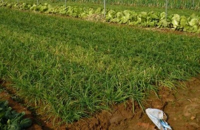 韭菜籽发芽后还能种吗?如何施肥