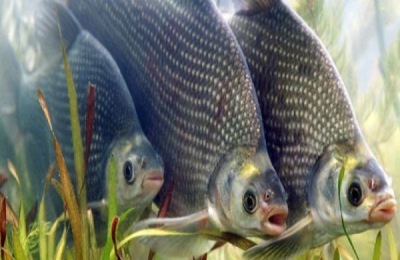 湖北鄂州有哪些著名的特产