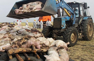 竹鼠养殖条件是什么