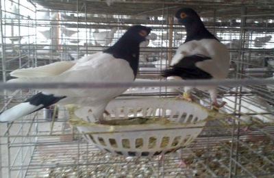 百万小铃养殖方法及注意事项