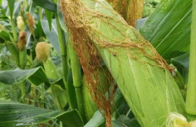 郑原玉8号玉米品种介绍