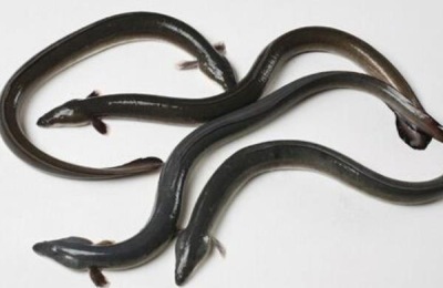 黄鳗产地分布在哪里?有什么特点