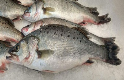 加州鲈鱼的产地在哪里