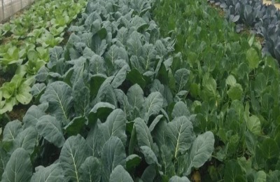 夏天可以种什么蔬菜？这些蔬菜又快又好