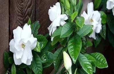 栀子花有芽该怎么施肥？有什么注意事项