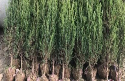 一棵柏树苗多少钱?柏树和松树有什么区别