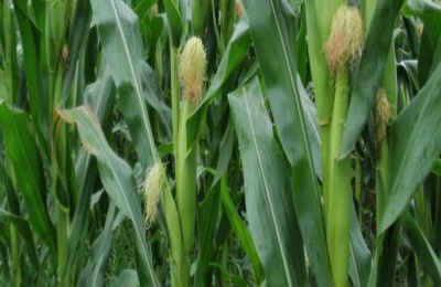 松玉438玉米种子积温