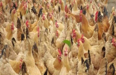 鸡几月不爱下蛋？有哪些优良的蛋鸡品种