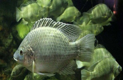 罗非鱼可以长多大