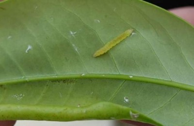 有效的蒂蛀虫农药