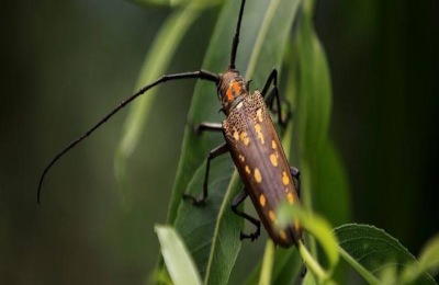杀天牛有效的农药有哪些