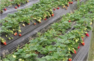 大棚草莓施肥诀窍