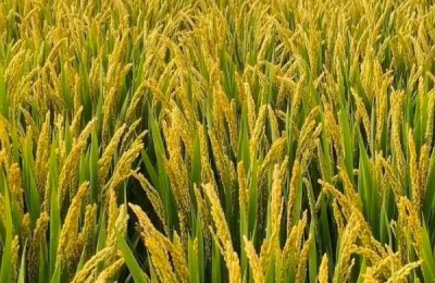 南粳9108与南粳46区别，附南粳9108品种介绍