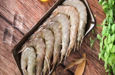 什么品种的虾苗好