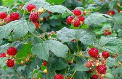 种植西瓜时，只能用滴灌浇灌西瓜。为什么不能用大水浇地