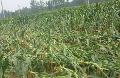 钾肥过量植物的表现，易造成腐心病和苦痘病