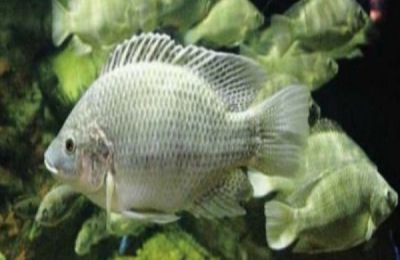 路亚太阳鱼的产地在哪里？有哪些太阳鱼品种