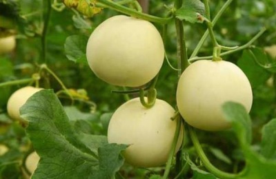 噻苯隆膨果用量,附使用方法